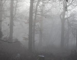 Mist in jungle is observed.